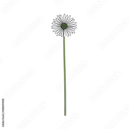 Delicate white dandelion seed head on a thin green stem isolated against a white background