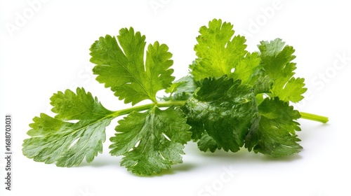 Vibrant Cilantro Leaves Freshly Isolated on a Crisp White Background