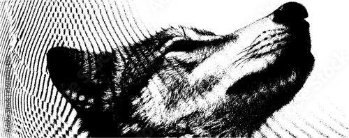Black and white line art of wolf in profile view for nature design and art projects