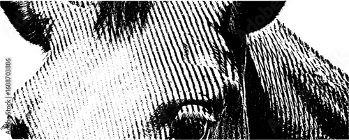 Black and white line art of a horse close-up