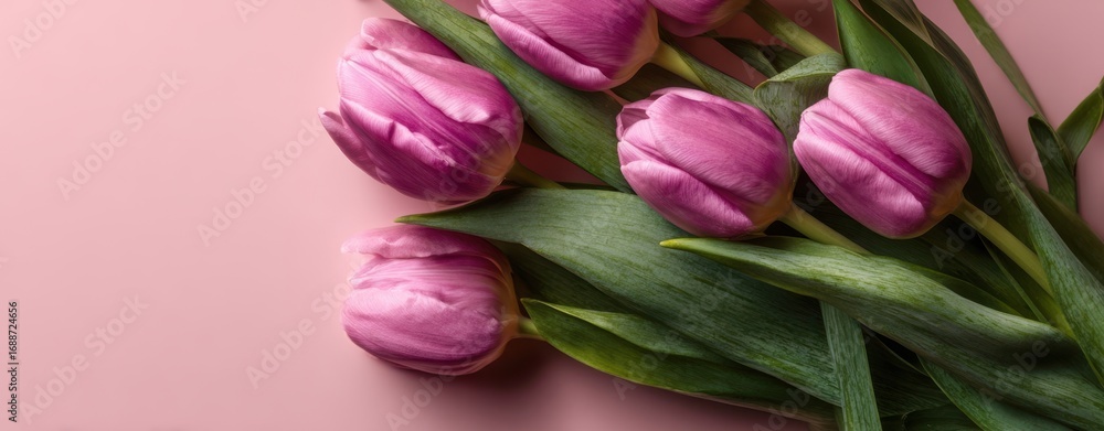 Obraz premium The tulips arranged on a soft pink background with green leaves and gentle light