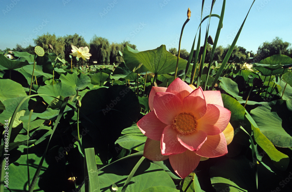 Φωτογραφία Nelumbo nucifera, Lotus d'Asie, Parc floral de la Court d'Aron, 85, Vendée, Fran