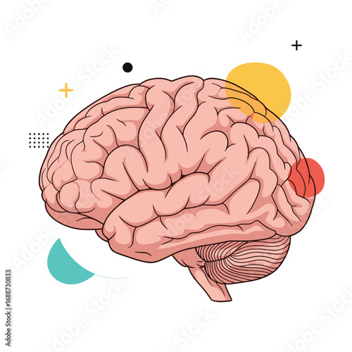 Understanding the complex human brain and its essential functions for cognitive processes and human behavior