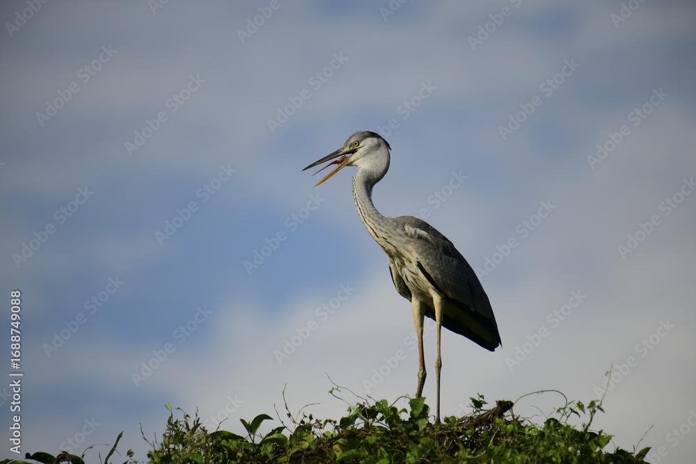Obraz premium Grey Heron perched atop lush green foliage against a bright blue sky. Its long, pointed beak is open, revealing a yellow catch, likely a fish, showcasing this wading bird's predatory nature.