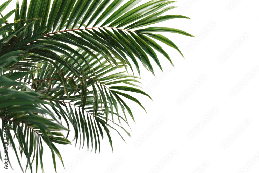 Naklejka premium palm tree isolated on white