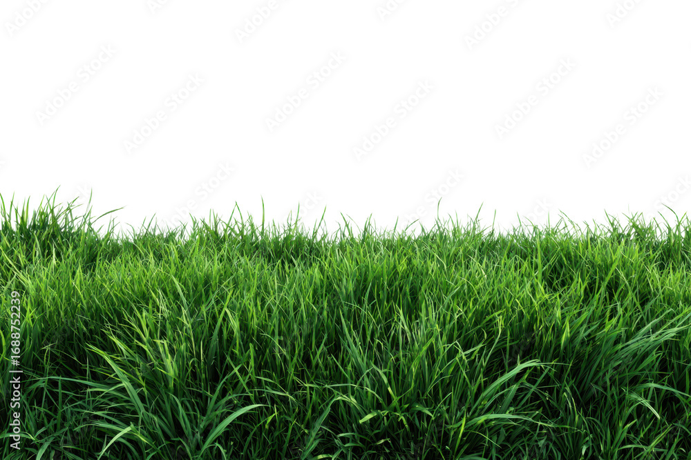 Fototapeta premium green grass isolated on white background