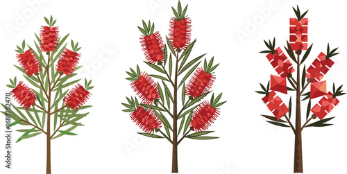 Australian bottlebrush trees illustration, vibrant red flower plants, native flora, cartoon style, botanical art, isolated on white background
