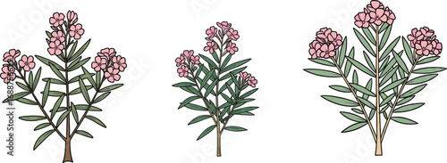 Pink oleander flower bush collection, botanical illustration of flowering plants, garden nature clipart, cartoon flora set, isolated on white