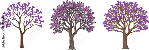 Purple jacaranda tree illustration set, blooming spring tree clipart, tropical floral design, hand drawn nature artwork, isolated on white