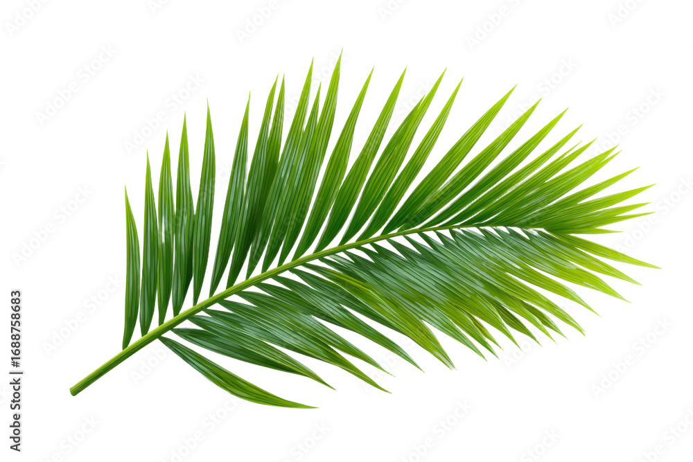 Obraz premium palm tree isolated on white background