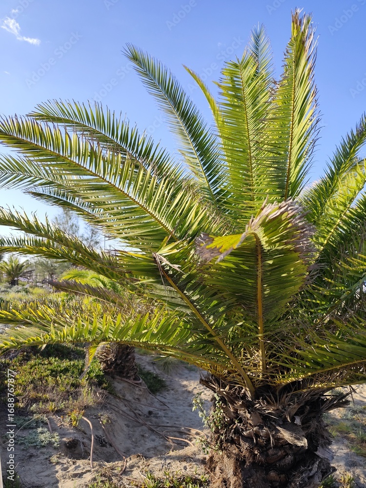 Fototapeta premium Green palm leaves summer beach.