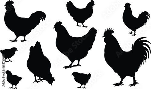Flat vector illustration of chicken and rooster silhouettes, farm bird shapes, hen and cock icons, poultry animals, black and white vector art, rural livestock design.