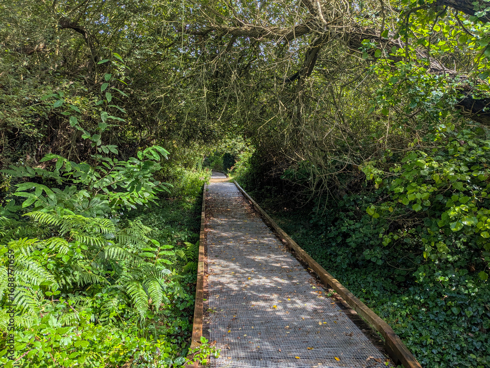 Obraz premium Path through Wetland