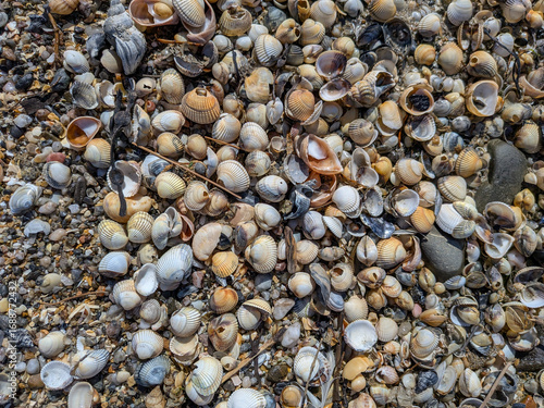 Beach Shells