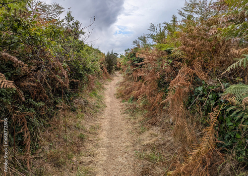 Mysterious Path