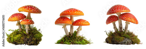 Set of Group of brown mushrooms with natural texture on transparent png background. Ai generated