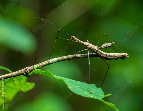 Stick insect on a branch (1)