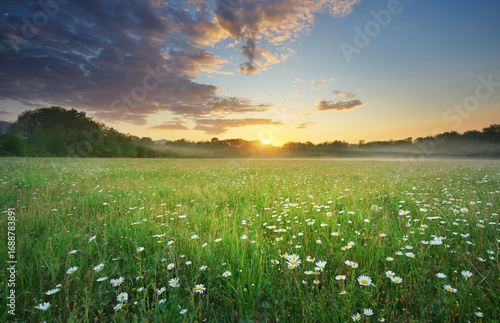 Fotografie Spring camomile meadow in mountain at morning sunrise