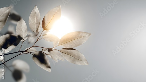 Elegant Minimalist Design Unifying Radiant Solar Motifs with Lush Natural Elements for a Mesmerizing Environmental Stock Photo