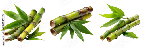 Set of Healthy sugar cane plant standing upright with lush green leaves and tall stalks on transparent png background. Ai generated