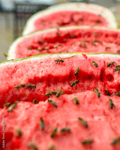 A captivating close-up of vibrant watermelon slices lined up in a row, showcasing the front slice in stunning detail. Delicate bees are scattered across the juicy surfaces, feeding on the fruit.