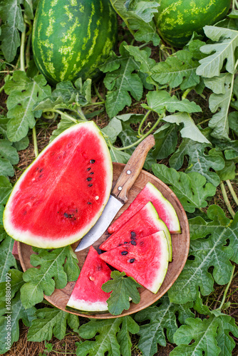 Watermelon field cutting