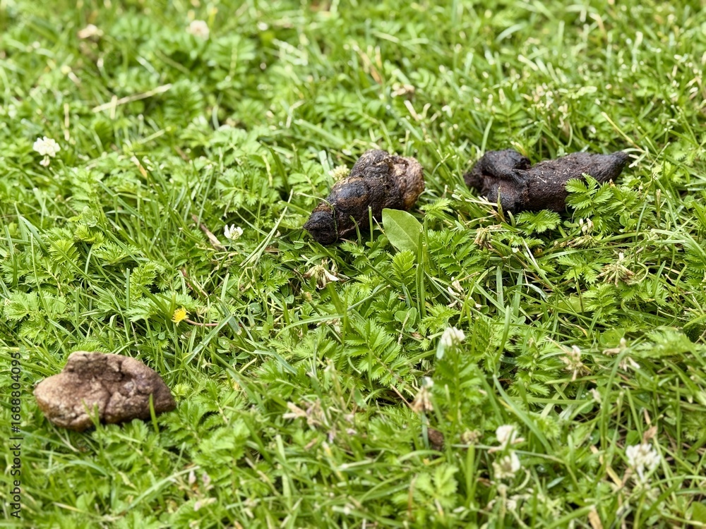 Obraz premium Natural Wildlife Droppings Found Amidst Lush Green Grass in a Beautiful Environment. This closeup shows animal droppings on lush green grass, highlighting the rich wildlife diversity in the area
