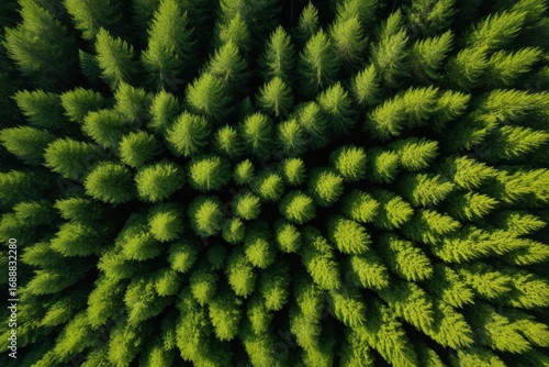 Luftaufnahme eines dichten Nadelwalds mit symmetrischen grünen Baumkronen – natürliche Waldstruktur und harmonische Muster in der Natur
