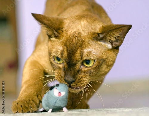 A cat plays with a toy mouse