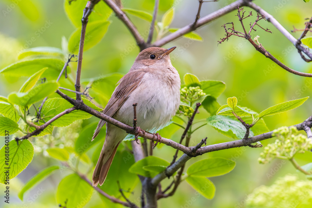 Fototapeta premium Thrush Nightingale, Luscinia luscinia. A bird sits on a tree branch and sings
