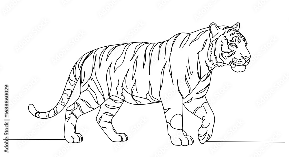 Fototapeta premium Tiger walking in line art style with stripes and detailed features 
