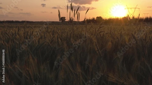Dojrzewające kłosy zbóż na tle zachodzącego słońca w ciepły, letni wieczór