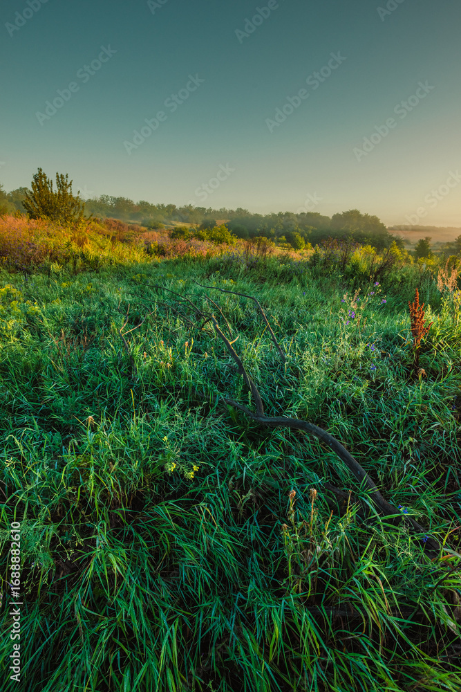 Φωτογραφία A vibrant green meadow at dawn, with the first light of day illuminating the dewy grass and a fallen branch, while a soft mist hangs over the distant hills