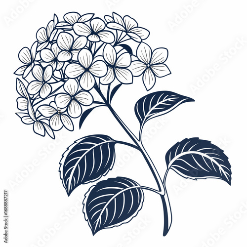  hydrangea paniculata with leaves 