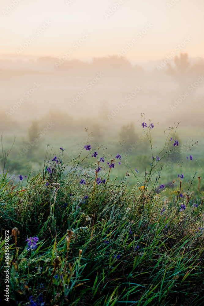 Naklejka premium An intimate shot of dewy grass and delicate purple wildflowers in the foreground, with the soft focus of a thick morning fog and a hazy sky creating a serene atmosphere.