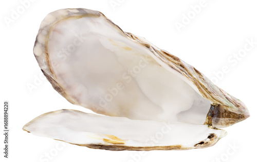 Pearl isolated on white background, full depth of field