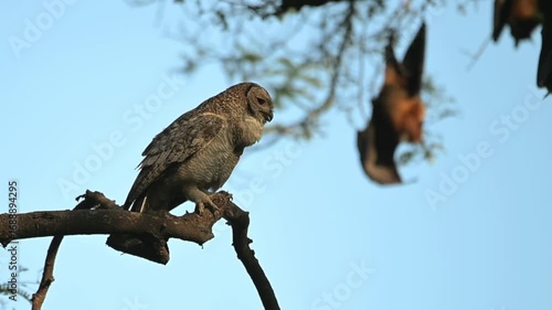 A beautiful Mottled wood owl perched on a dry tree branch with moving its head and fox bats in background with blue sky.