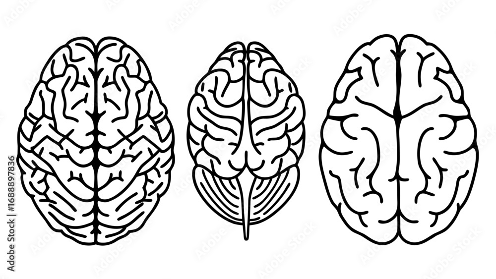Fototapeta premium Vector Human Brain Line Art