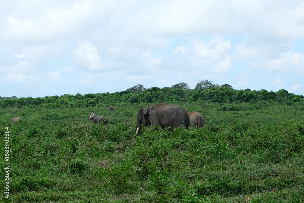 Obraz premium Wild elephant roaming on grassy land in Way Kambas National Park, Lampung, Indonesia, surrounded by lush vegetation under a blue sky. 