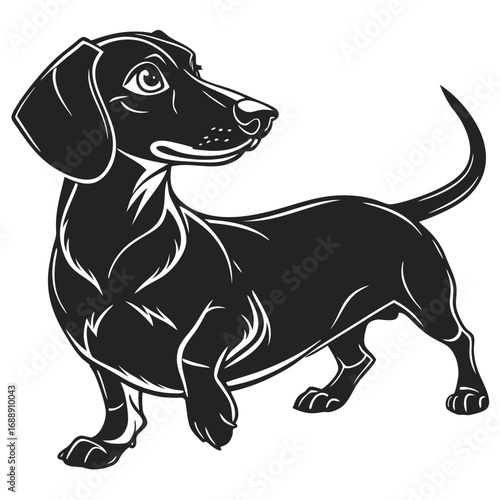 Black silhouette of a cute dachshund dog standing on a white background