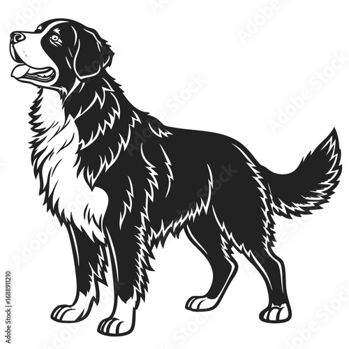 Black and white illustration of a bernese mountain dog standing