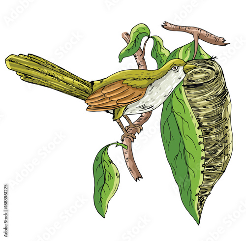 Cute cartoon hand drawn vector tailor bird building nest clipart.
