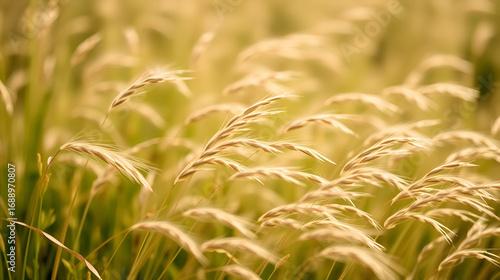 Wild grasses swaying at sunlight, green beige meadow or field, texture of summer grass. Soft natural bokeh in background, minimal aesthetic nature landscape. Beauty of nature, earthy color scene