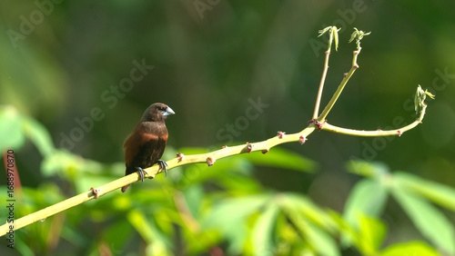 Chestnut munia perched on a cassava branch with green natural background, symbolizing tropical wildlife and nature.