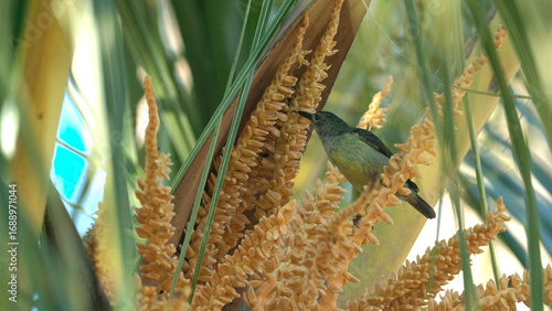 Olive-backed sunbird feeding on coconut palm flowers, a tropical wildlife scene with vibrant natural details.
