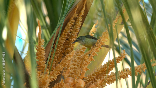 Olive-backed sunbird feeding on coconut palm flowers, a tropical wildlife scene with vibrant natural details.