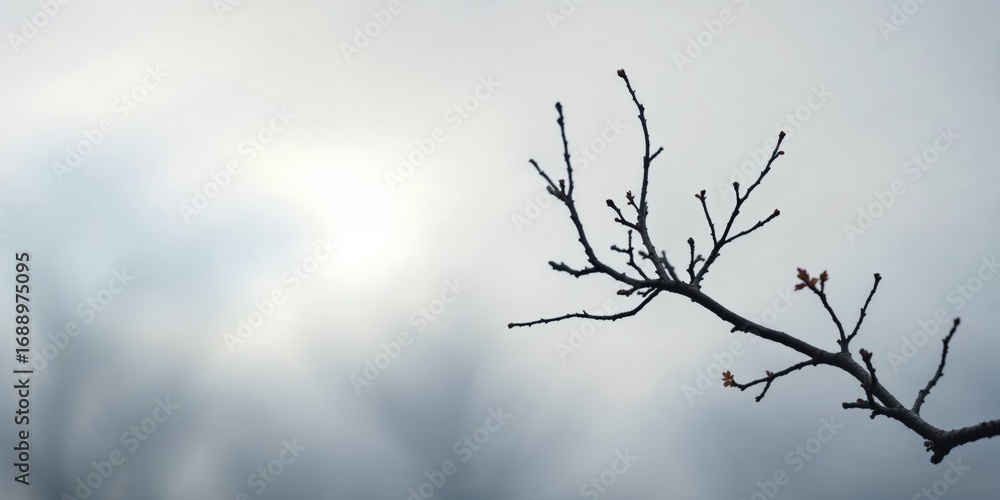 Fototapeta premium Minimalist silhouette of bare tree branches against bright overcast spring sky, serene natural mood