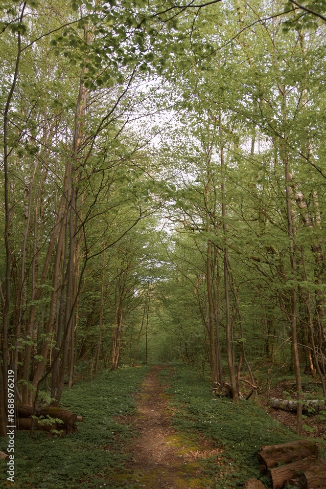 Obraz premium Forest in summer after rain