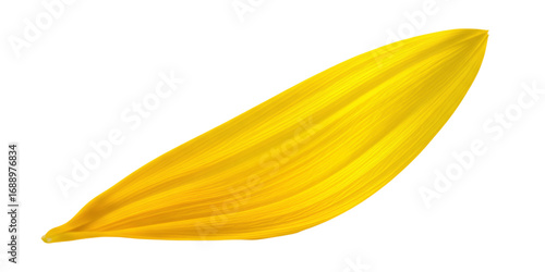 Single Yellow Flower Petal