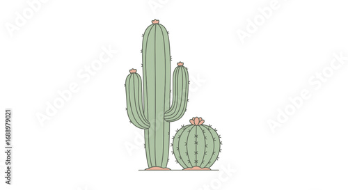 Two Distinct Desert Cactus Species Stand Tall Against a White Background Showing Their Unique Forms and Textures
